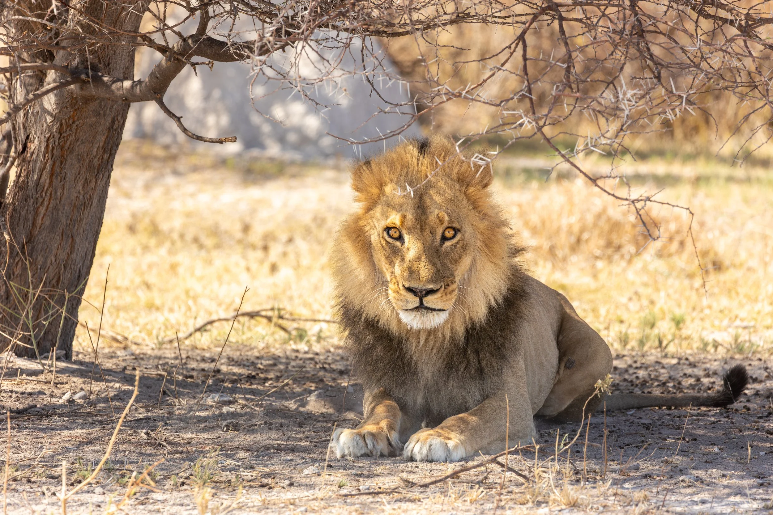 Lion looking back