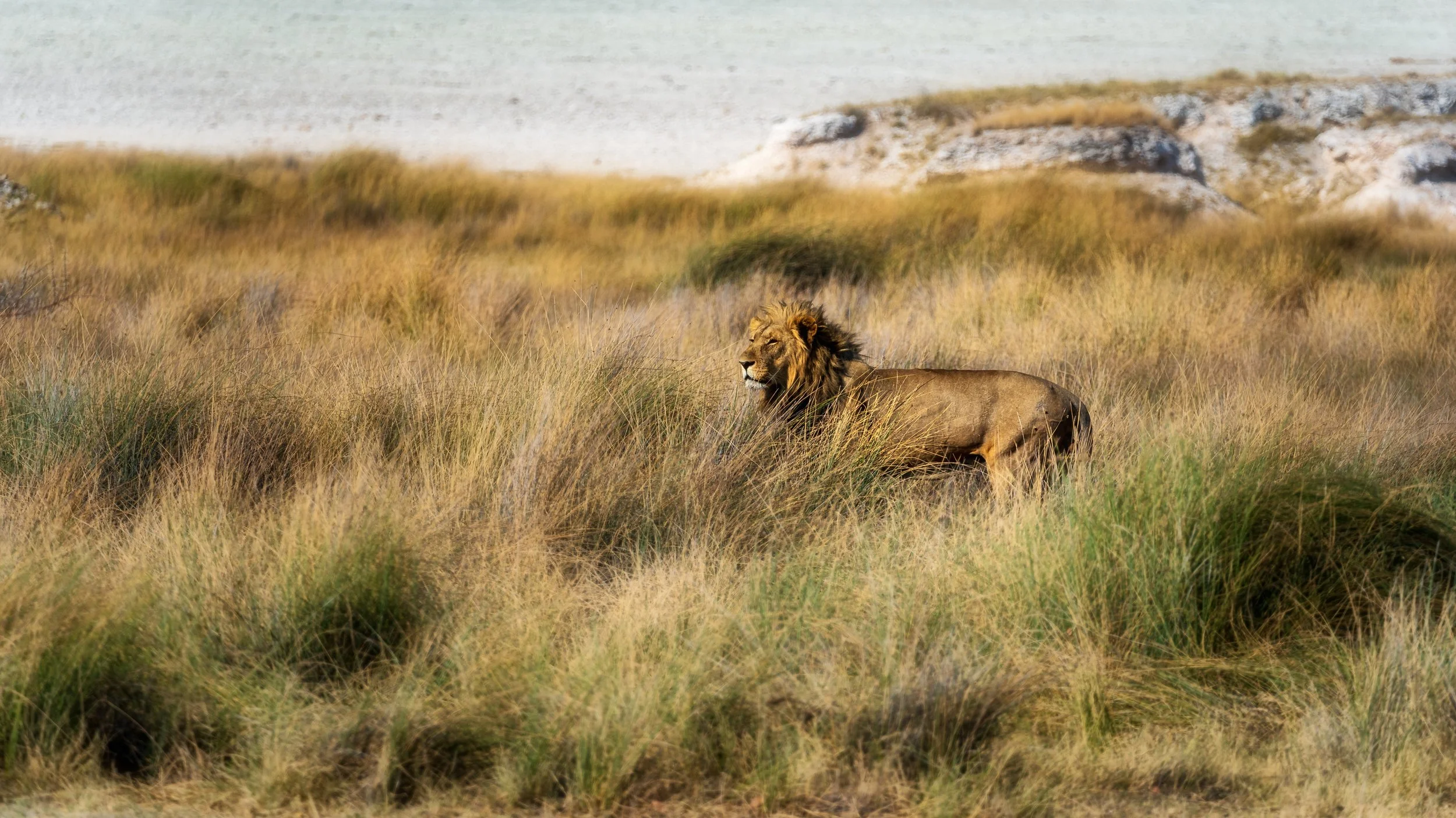 Lion in golden grass Etosha
