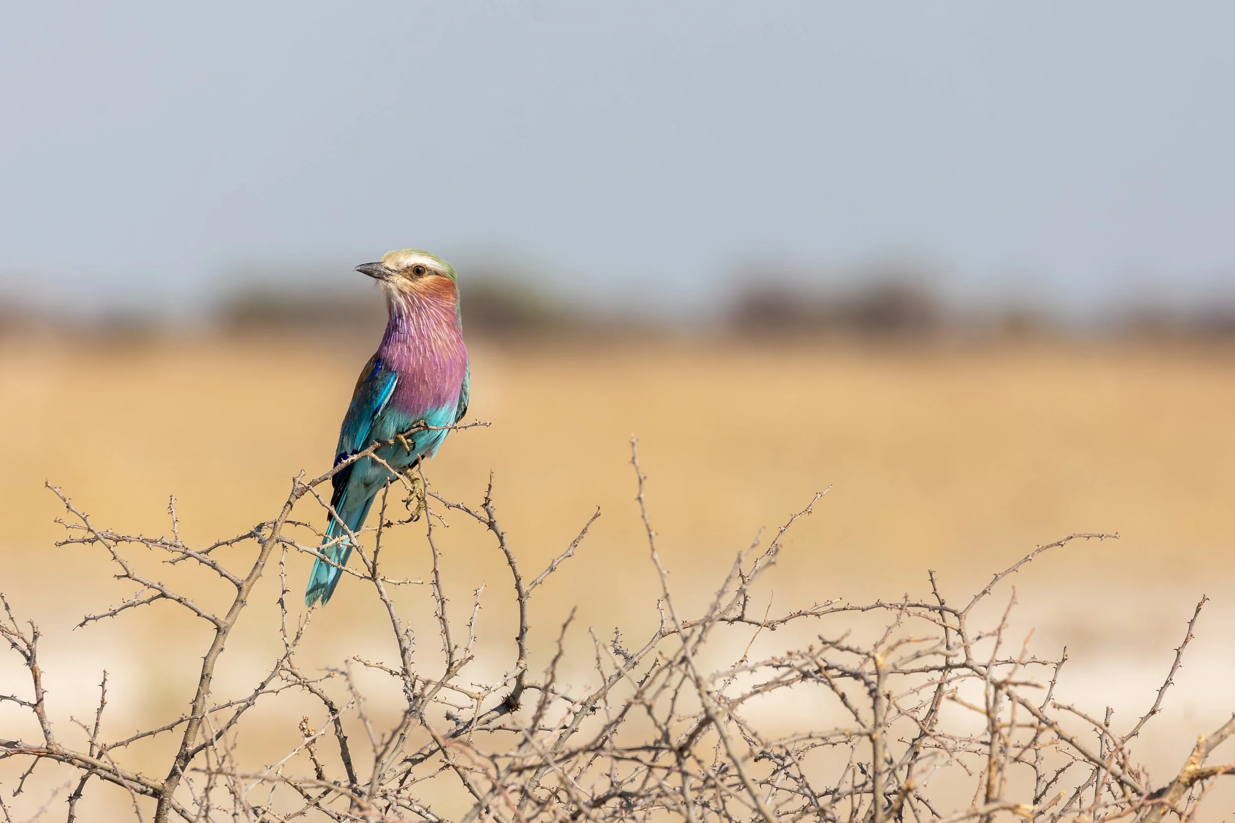Another bird in N'Pan