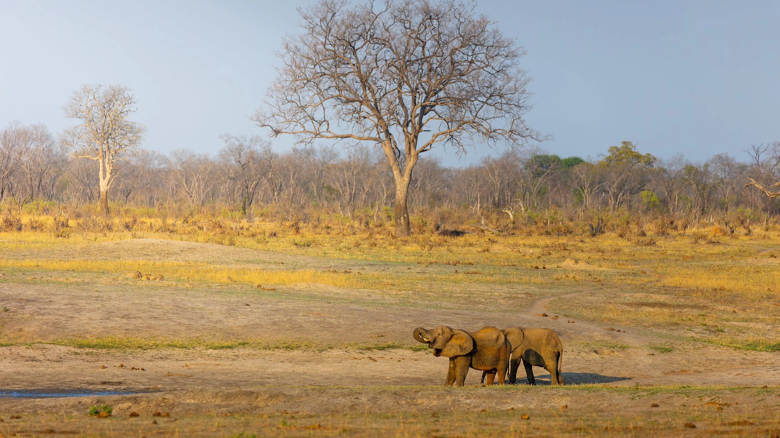Tree in Hwange