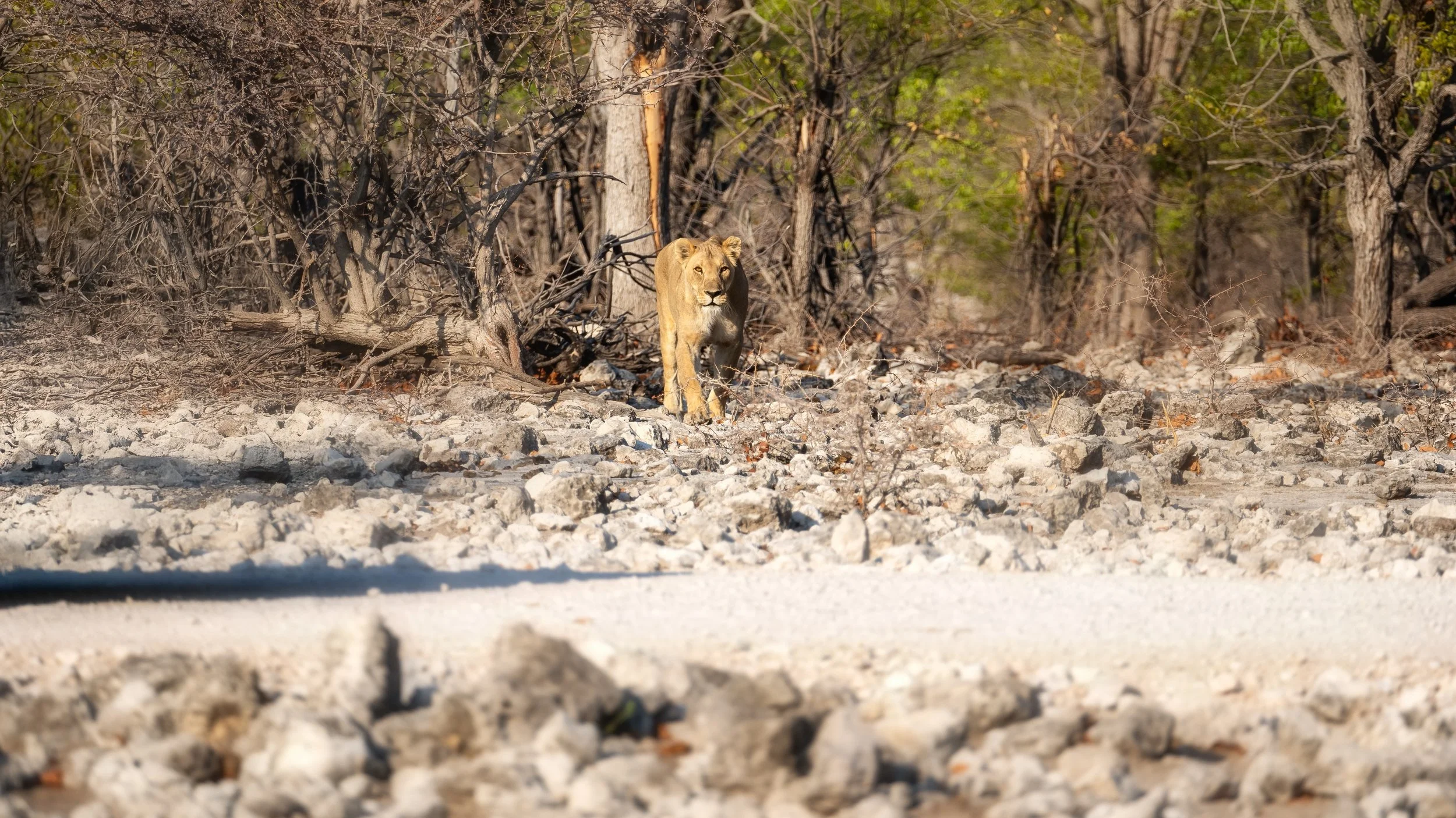 Lion in grass Etosha