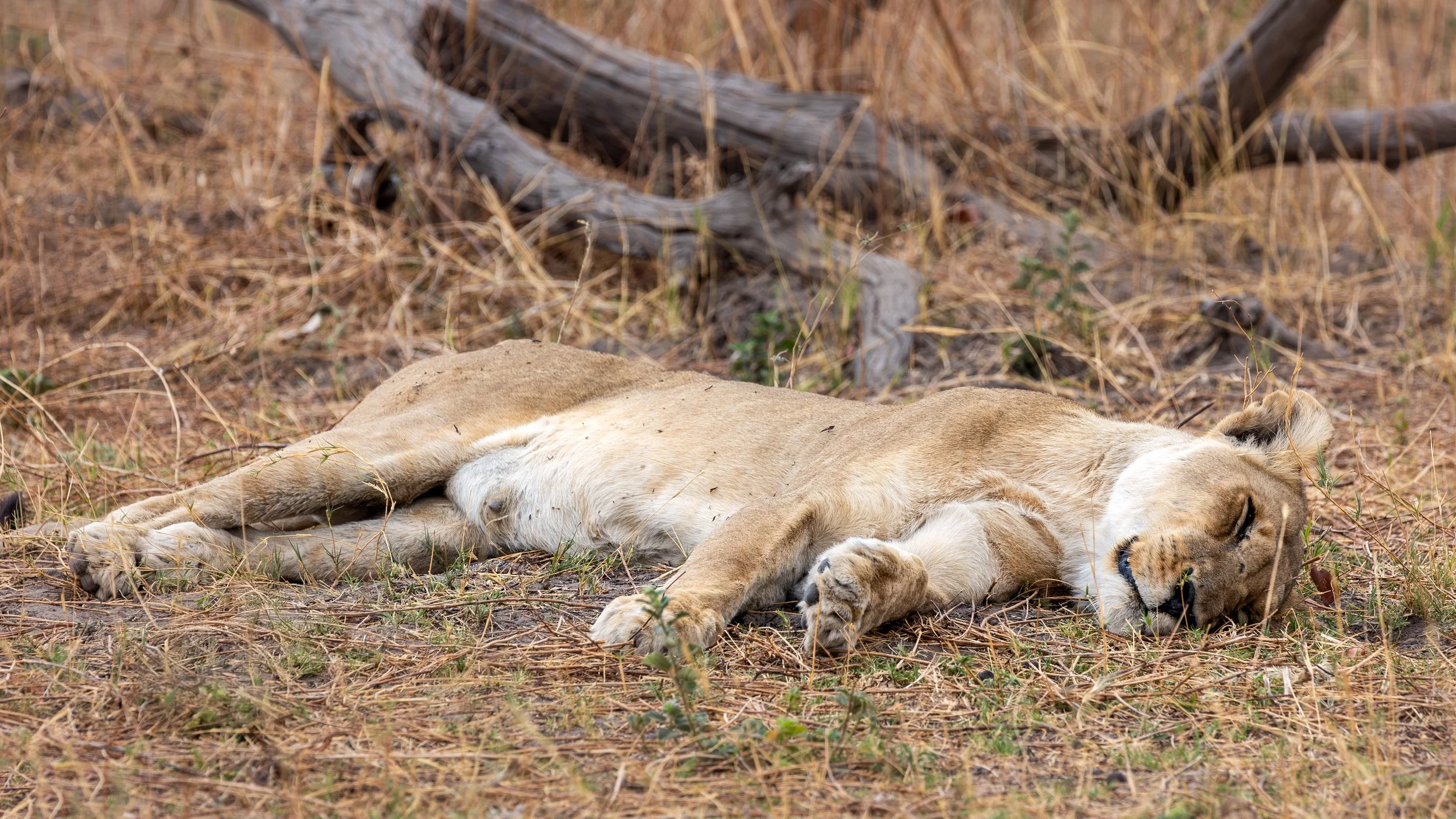 Lion resting in the Okavango Delta