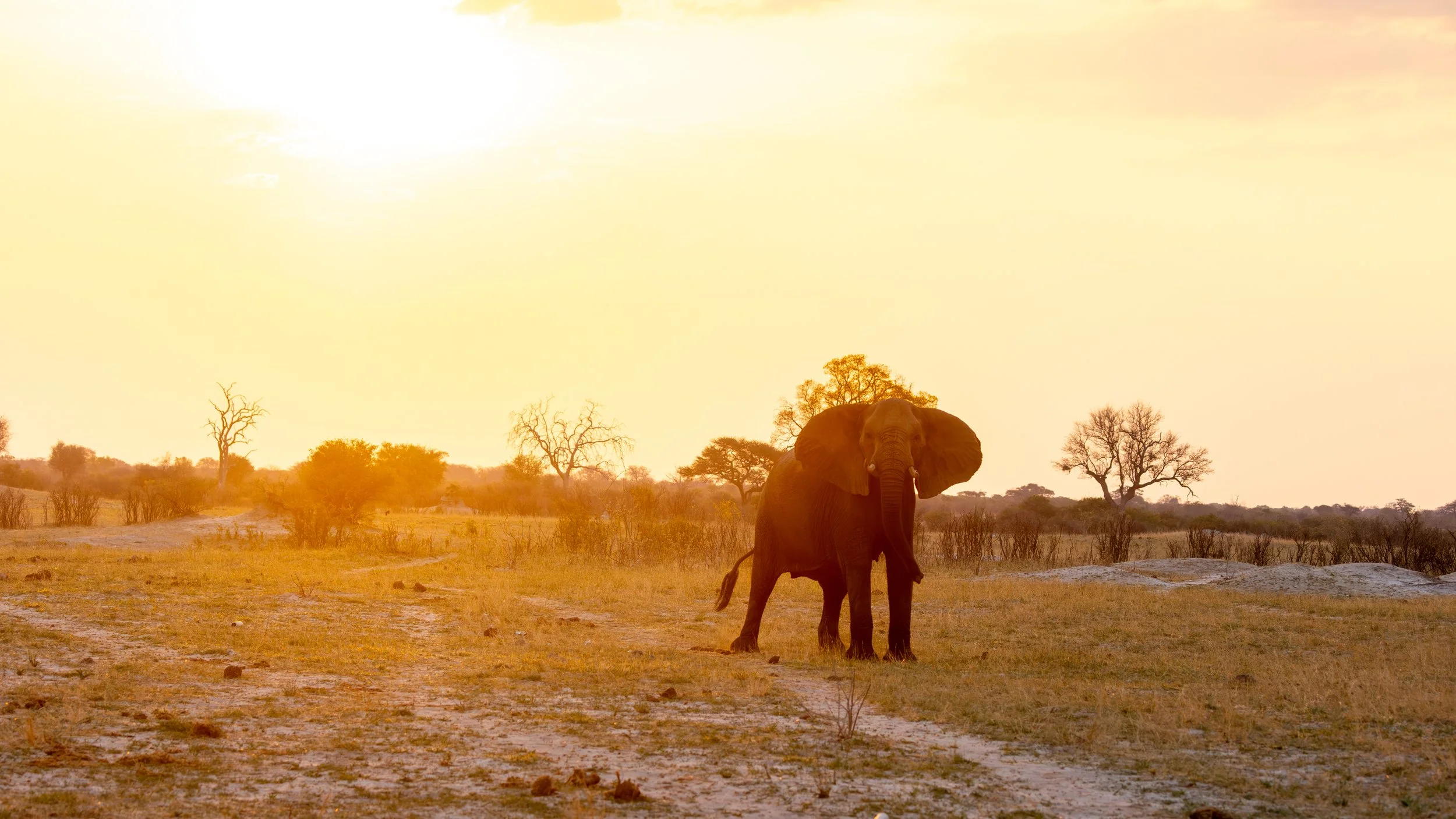 Hwange National Park — Zimbabwe