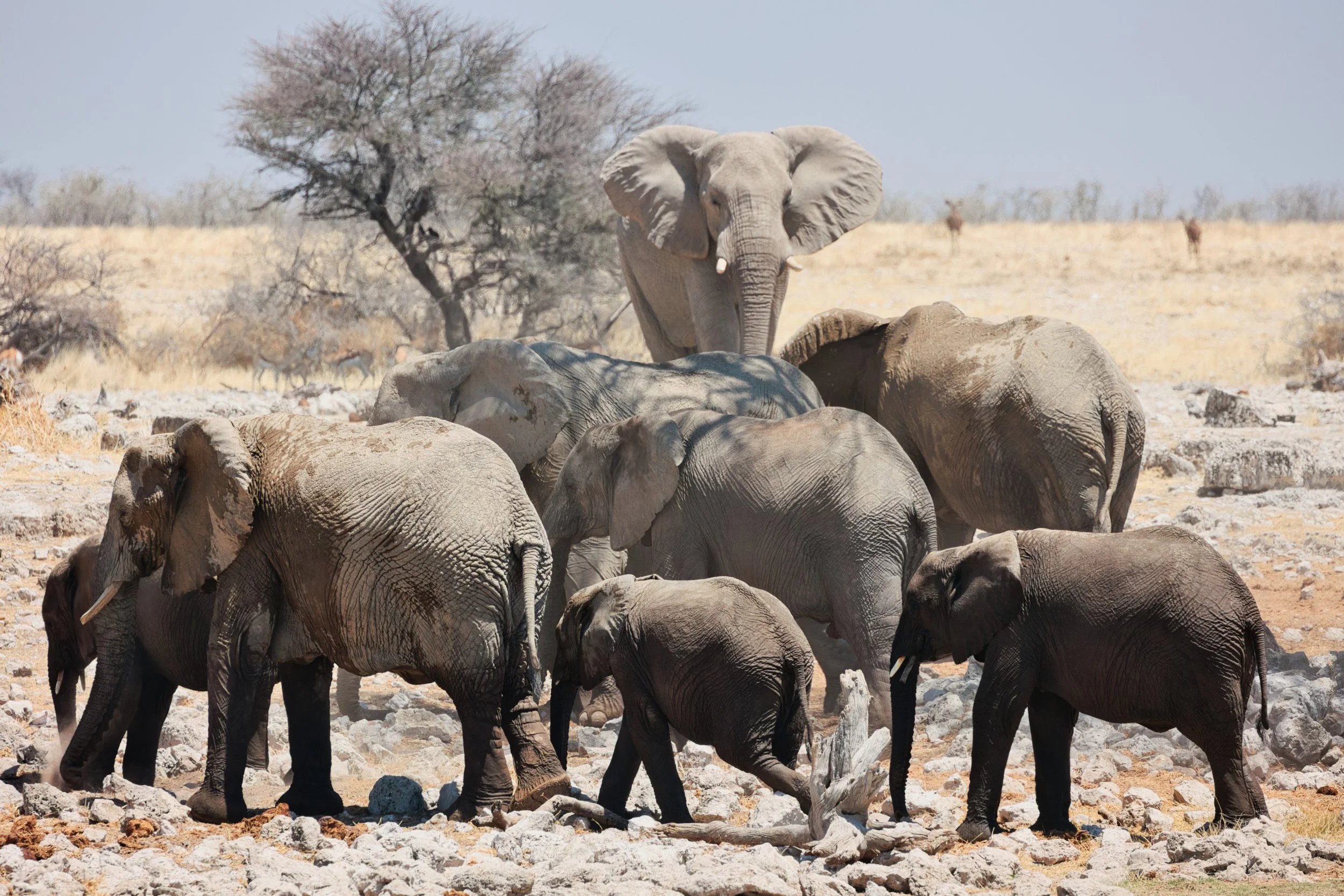 Elephant dust Etosha