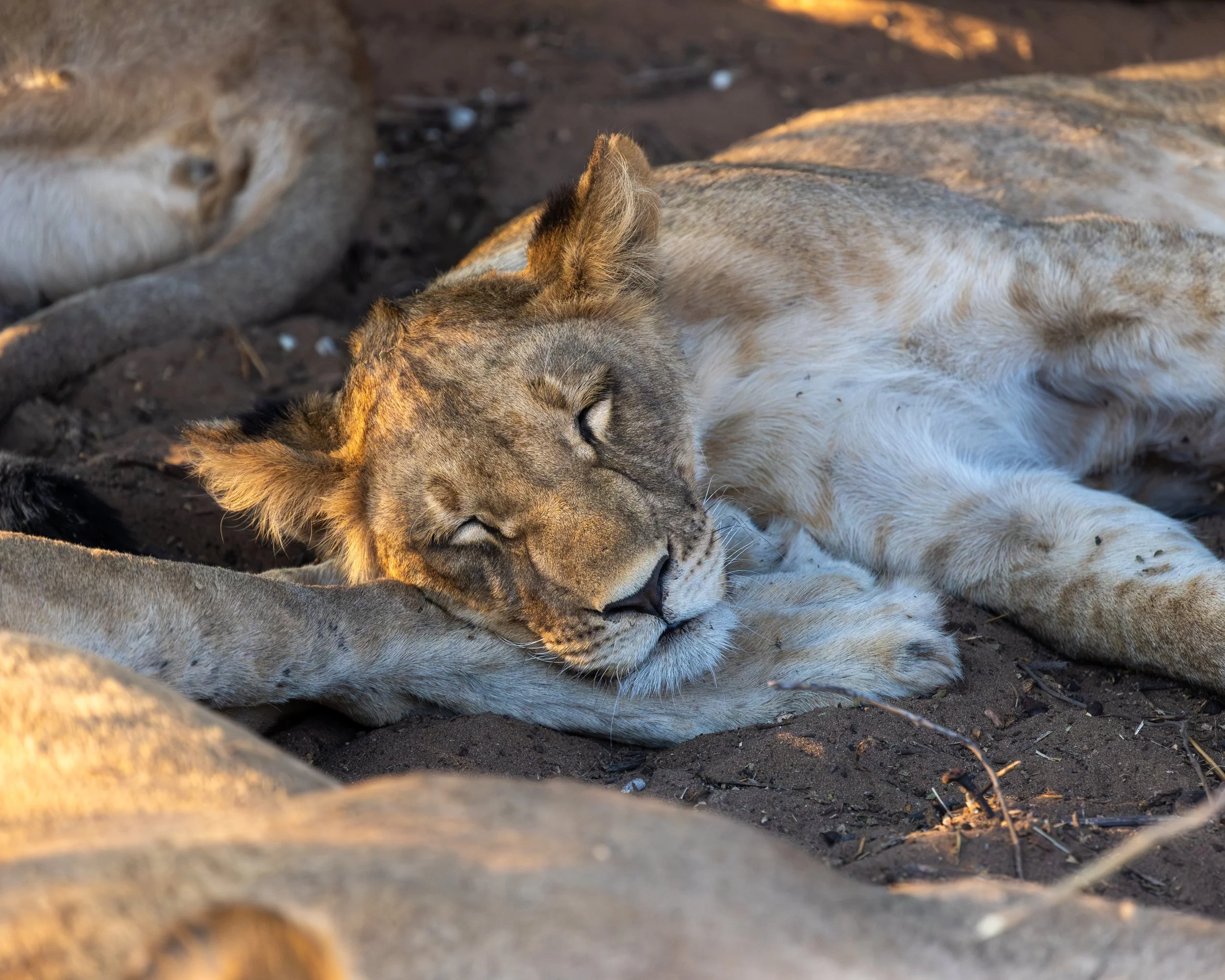 Intimate lion family shot