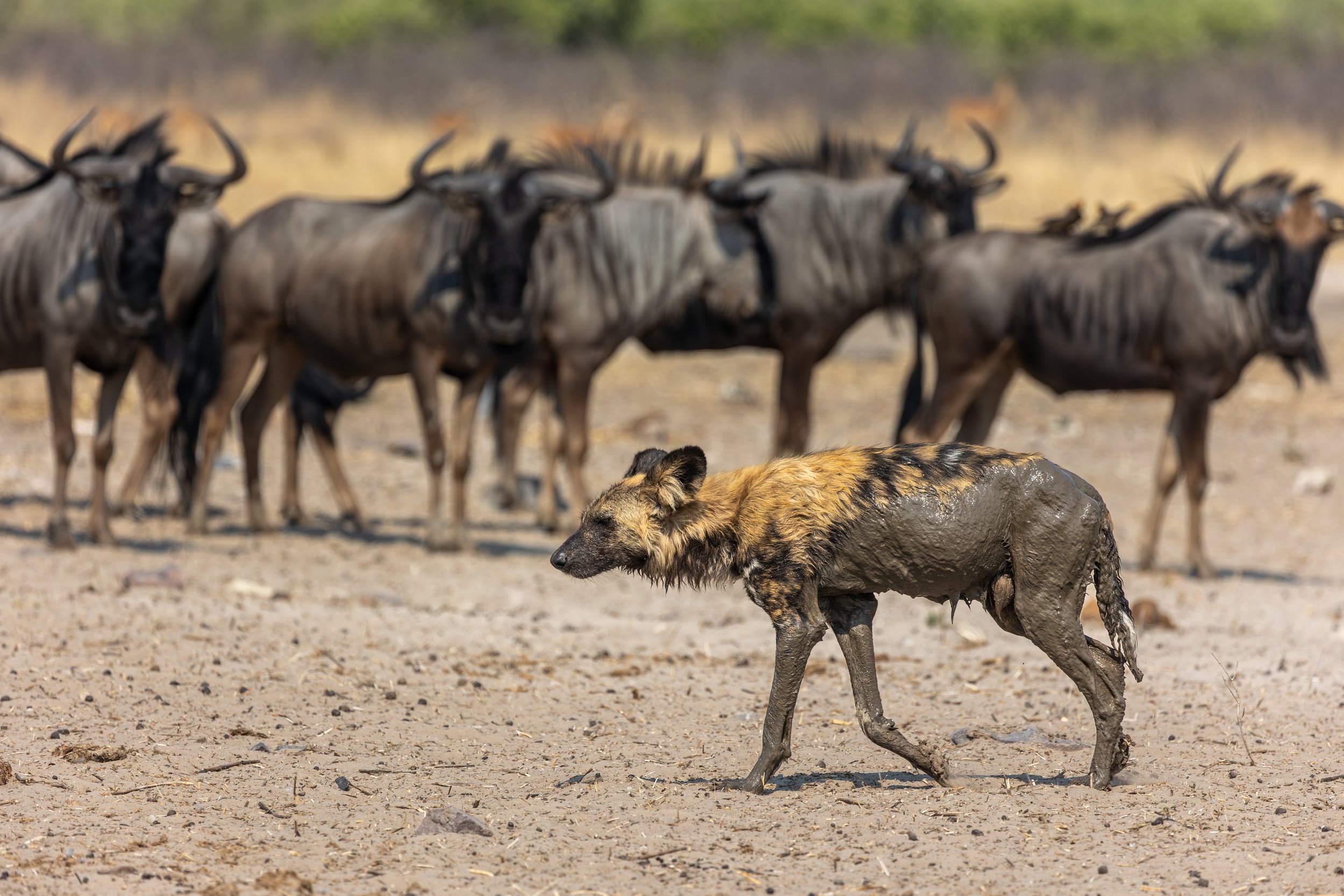 Wild dogs in the Okavango Delta