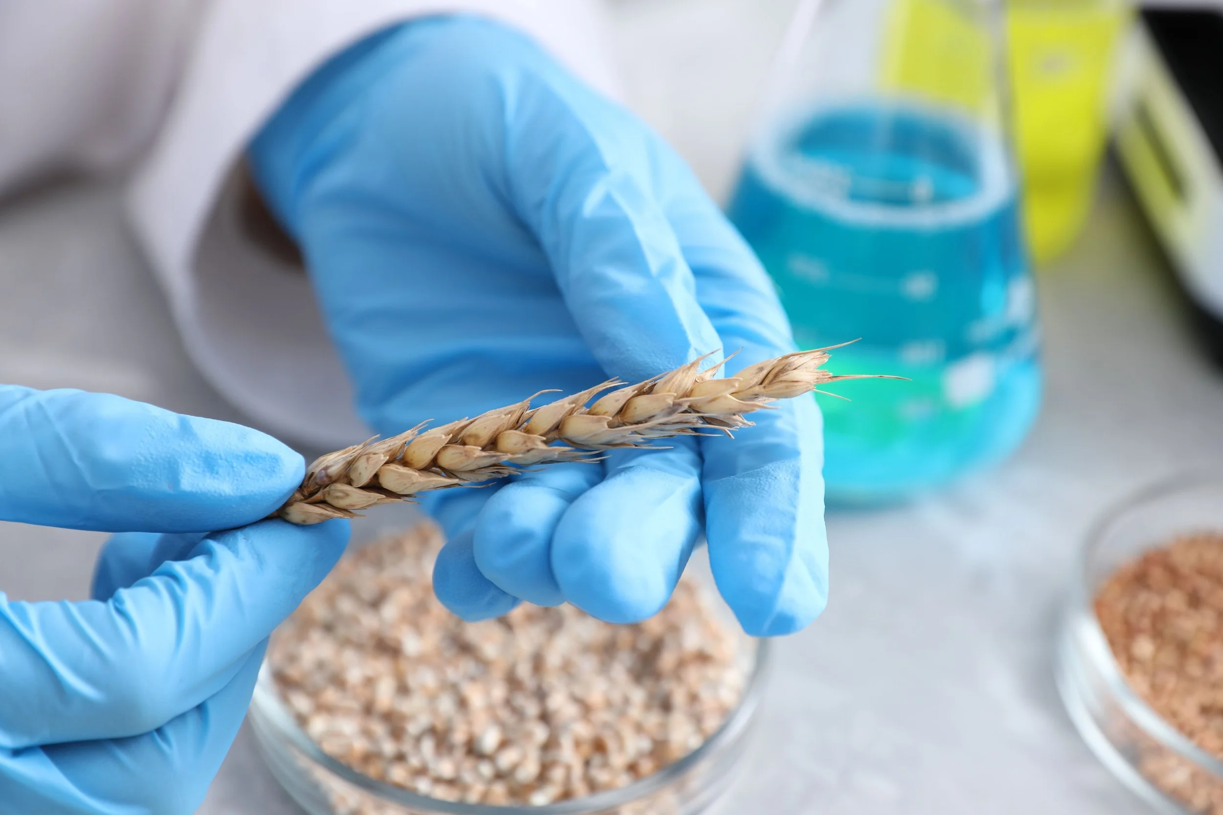 scientist wheat lab