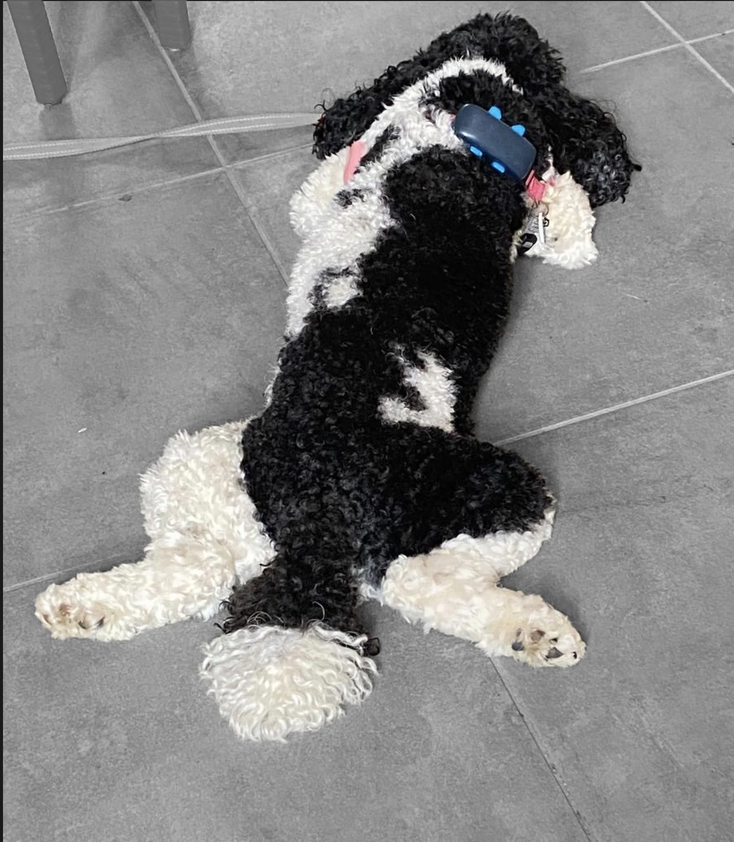 Dog lying flat on floor