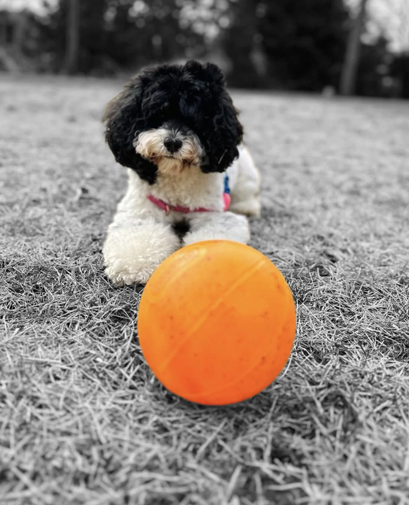 Dog staring at orange ball