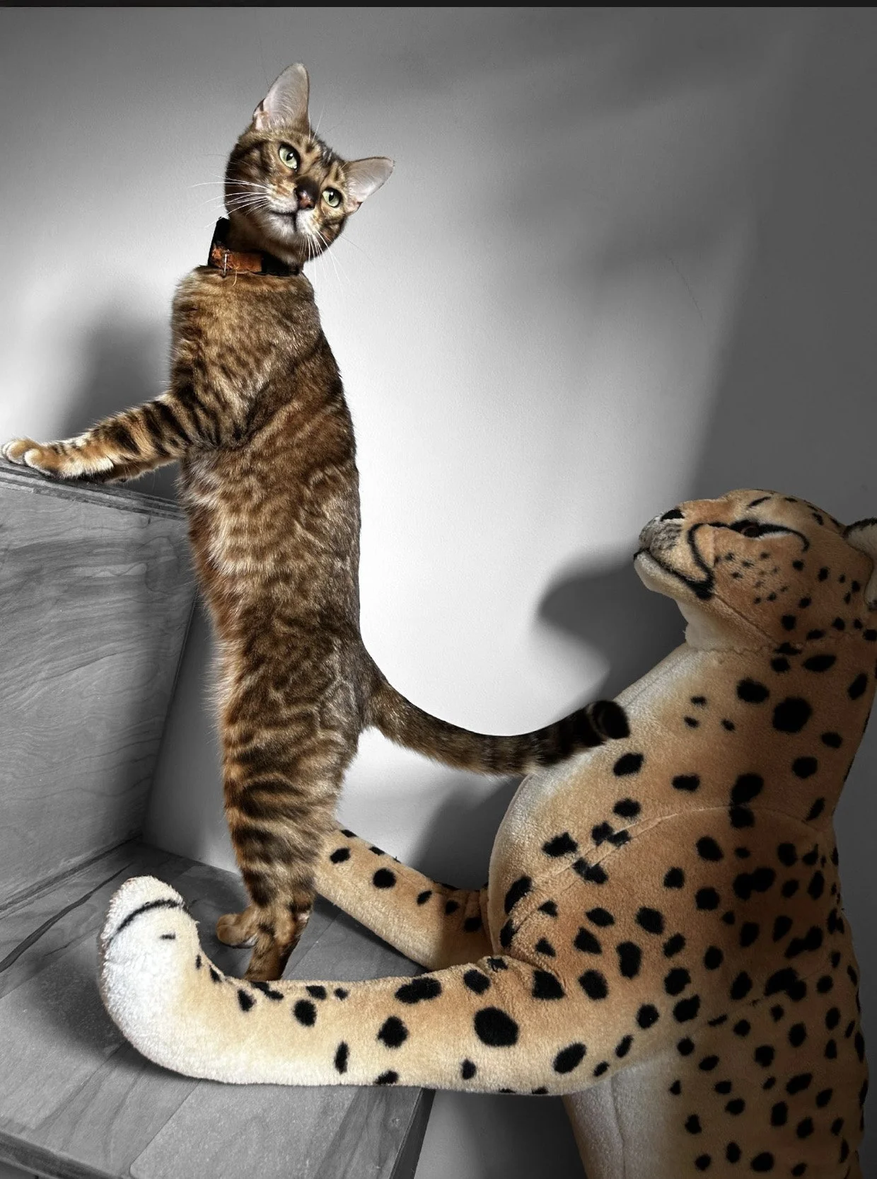 Cat standing tall next to cheetah figure