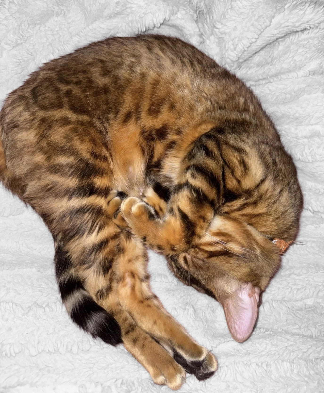 Cat curled on pink blanket