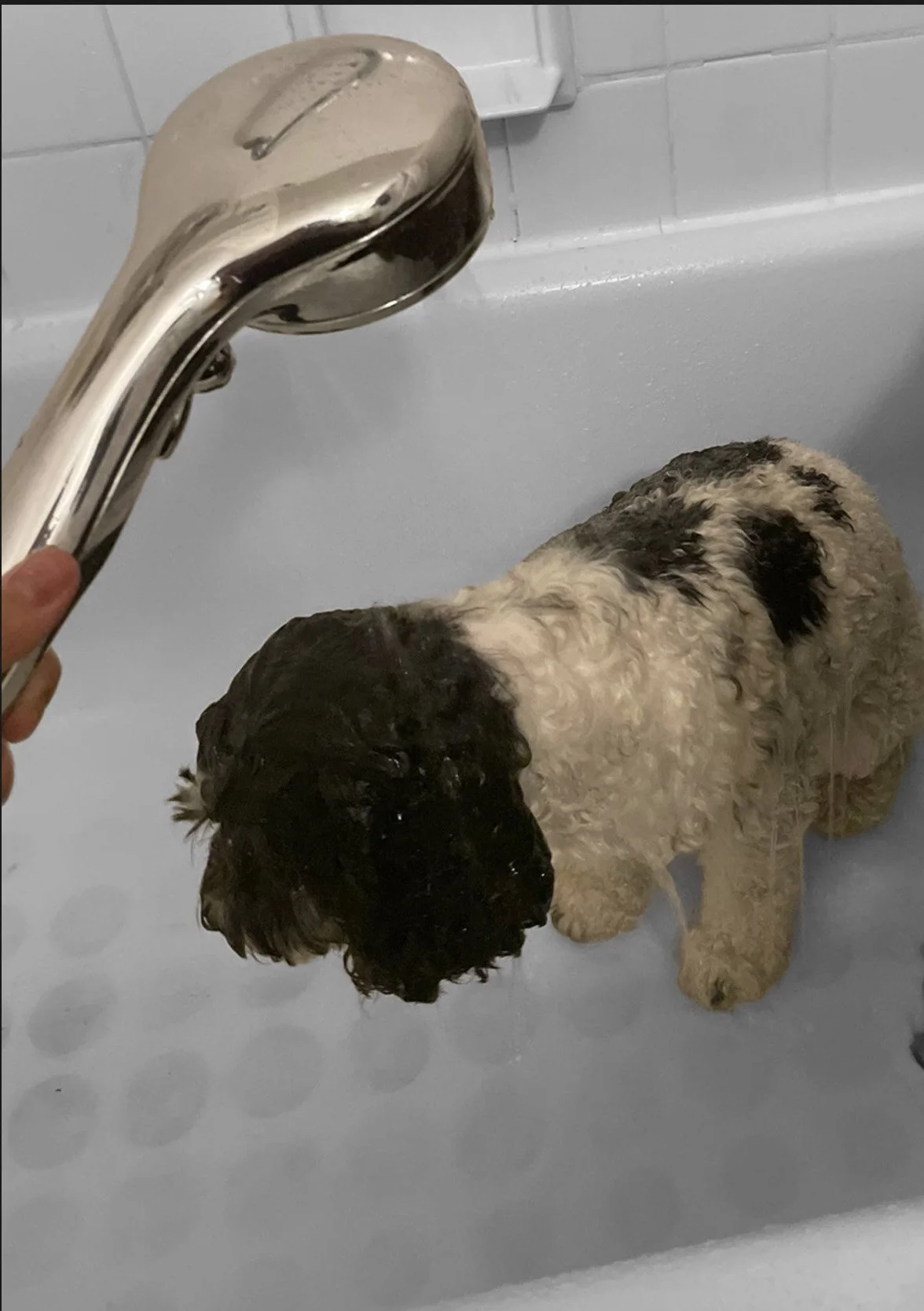 Dog in bath with shower head