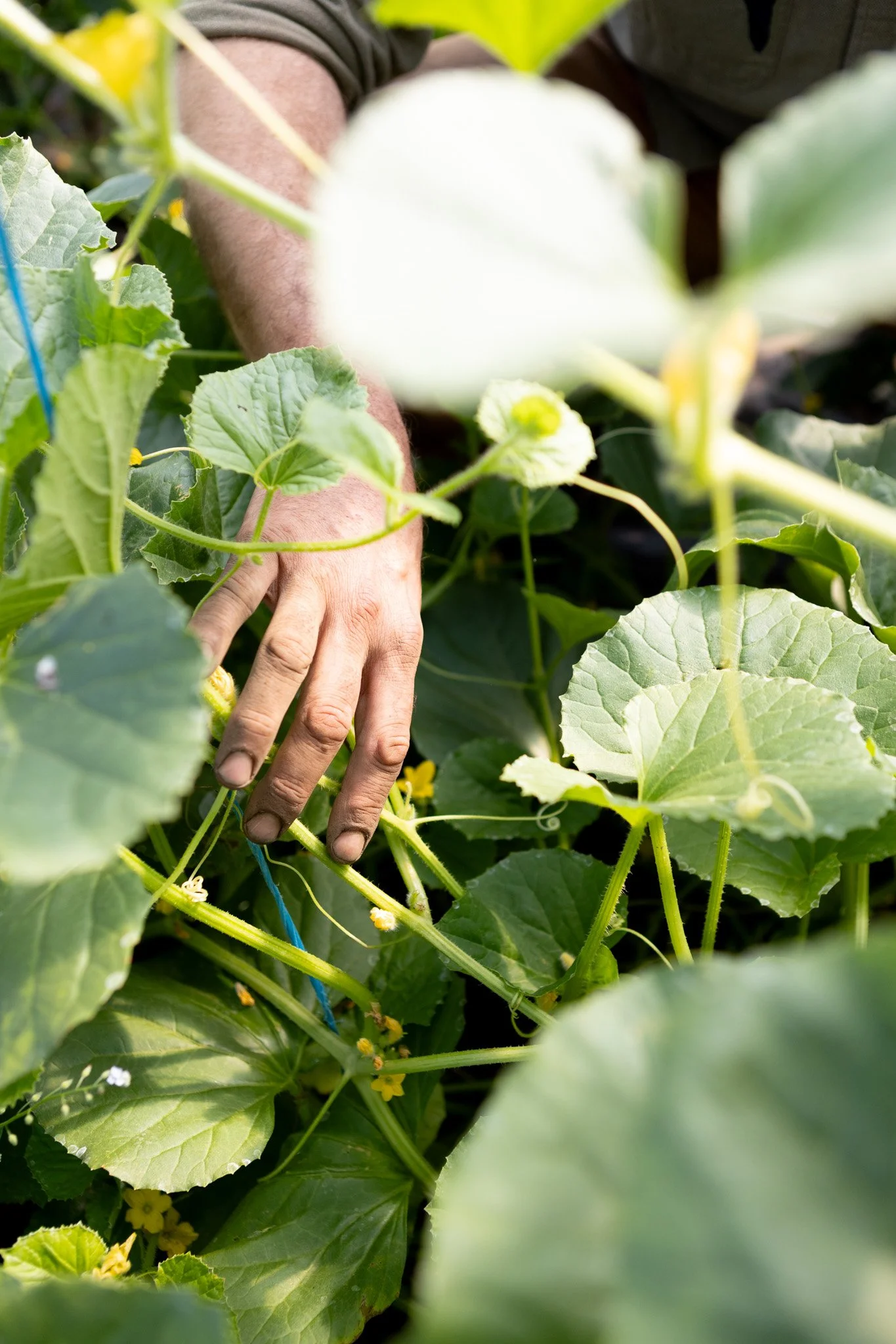 Man tending to vegetables in trays in garden