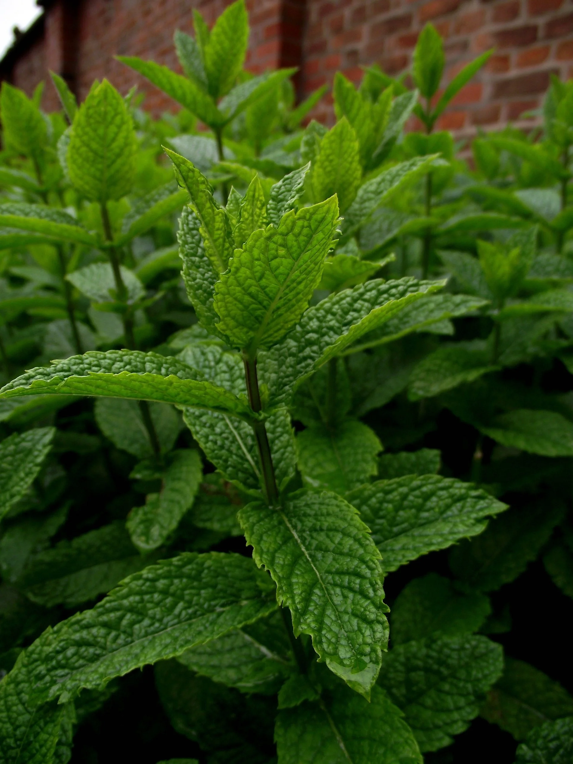 A field of green peppermint plants