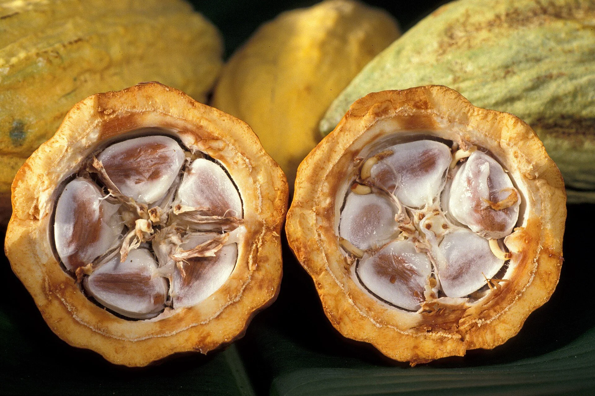 A cacao pod cut in half, showing pale cacao beans inside