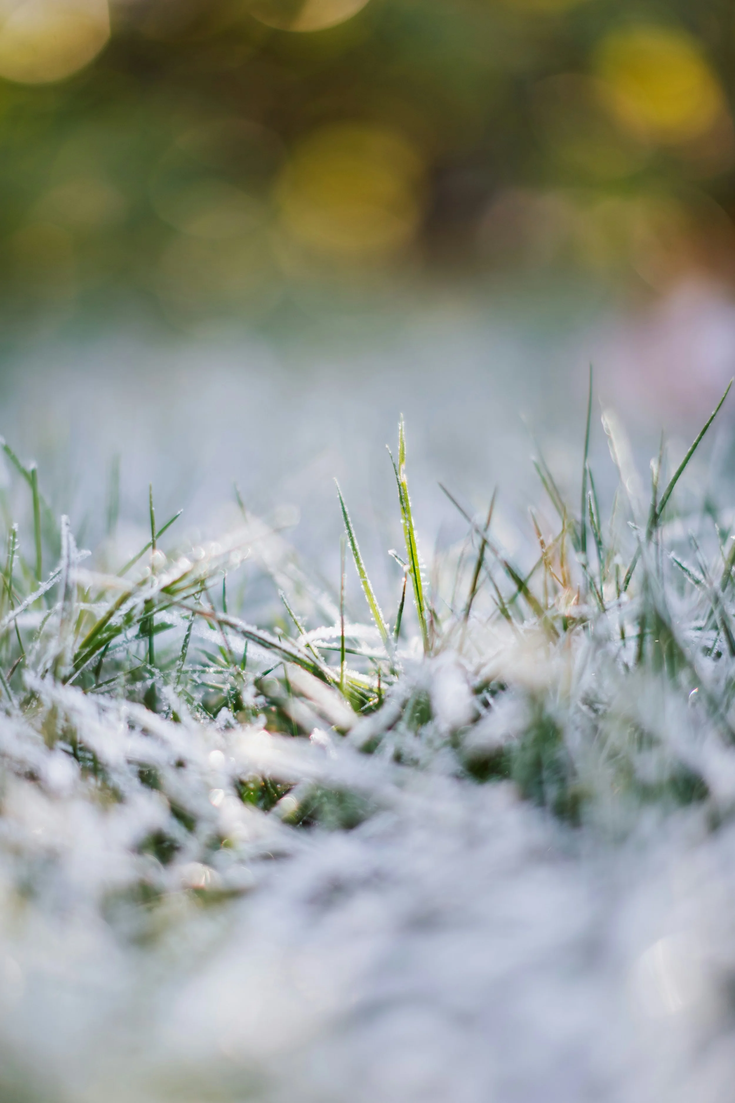 A well-maintained lawn in Central Illinois prepared for winter