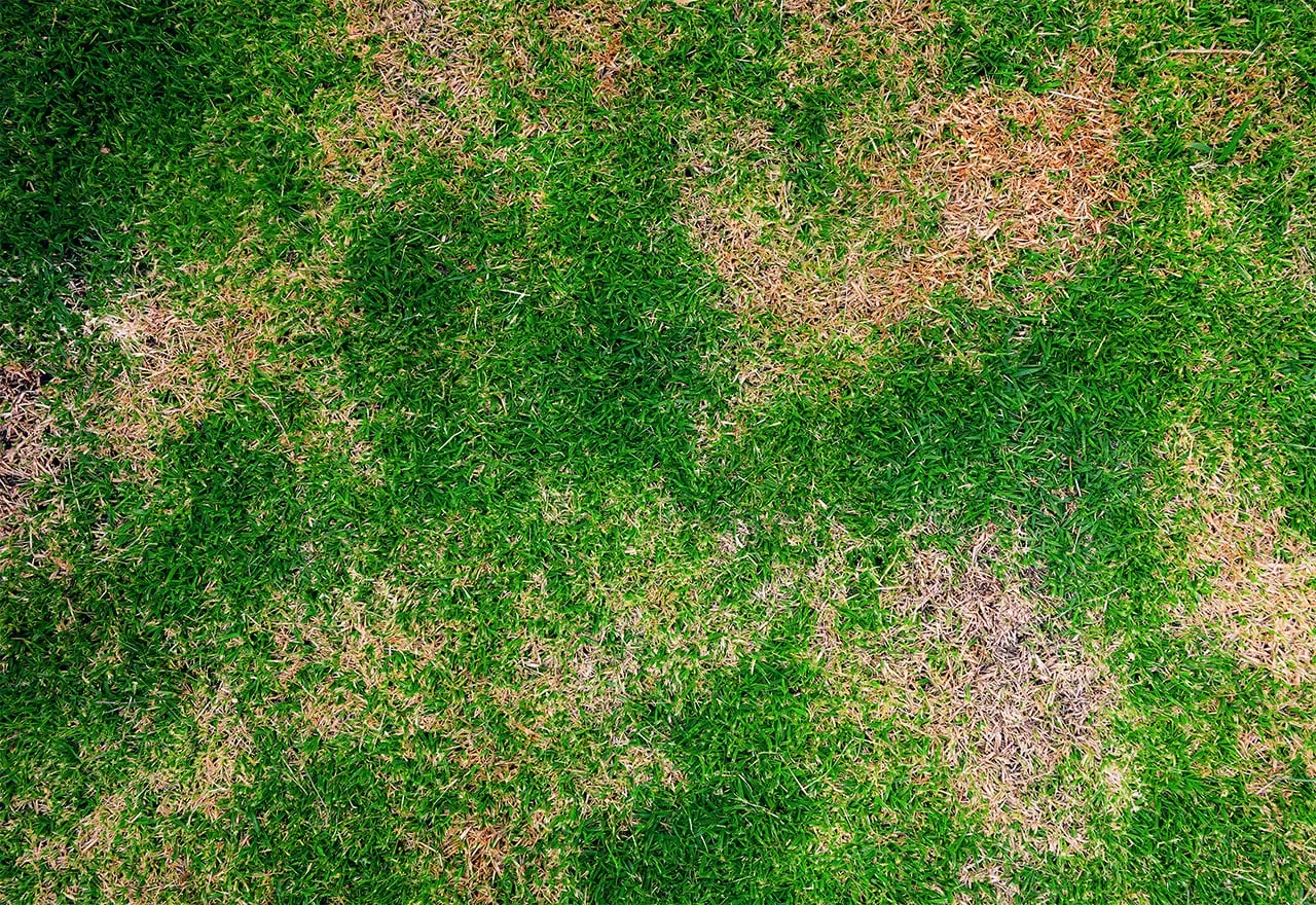 Lawn damage from grubs in Central Illinois