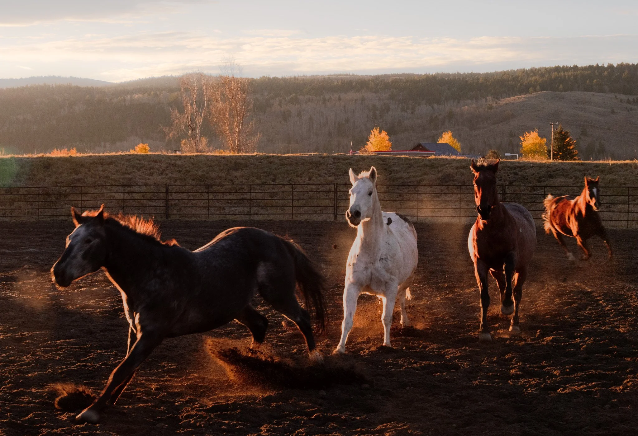 Horses running through a sunlit corral