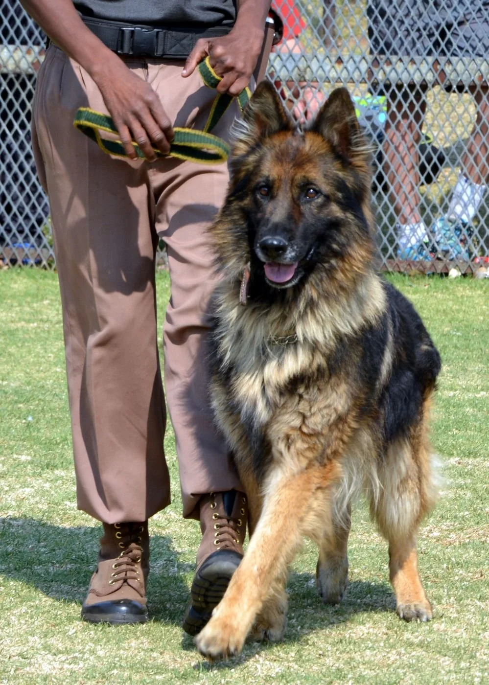 A sheriff’s K-9 dog