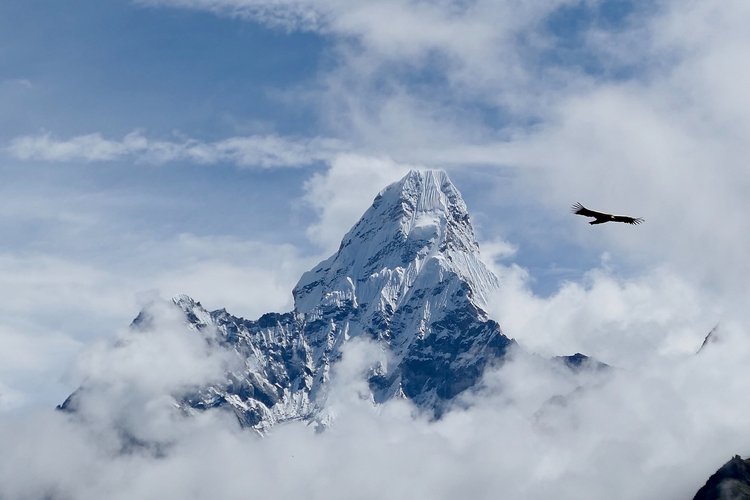 Snowy mountain peak surrounded by clouds with a raptor flying in the foreground.