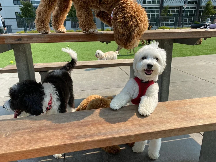 Dogs meeting the pack