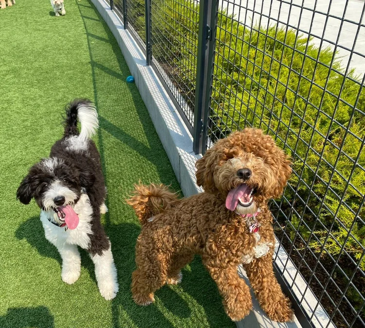 Two dogs playing on turf