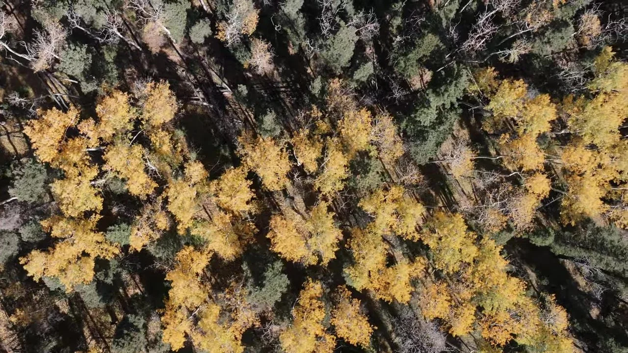 Overhead Super 8 view of yellow autumn aspen mixed with dark green pine over the ranch forest