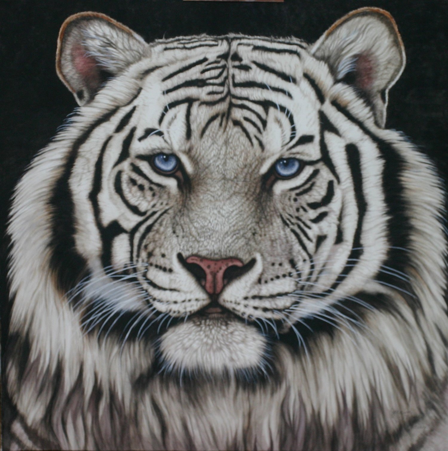 Animals оригинал. Голова белого тигра. Лицо белого тигра. Постер "белый тигр". Тигр маслом.