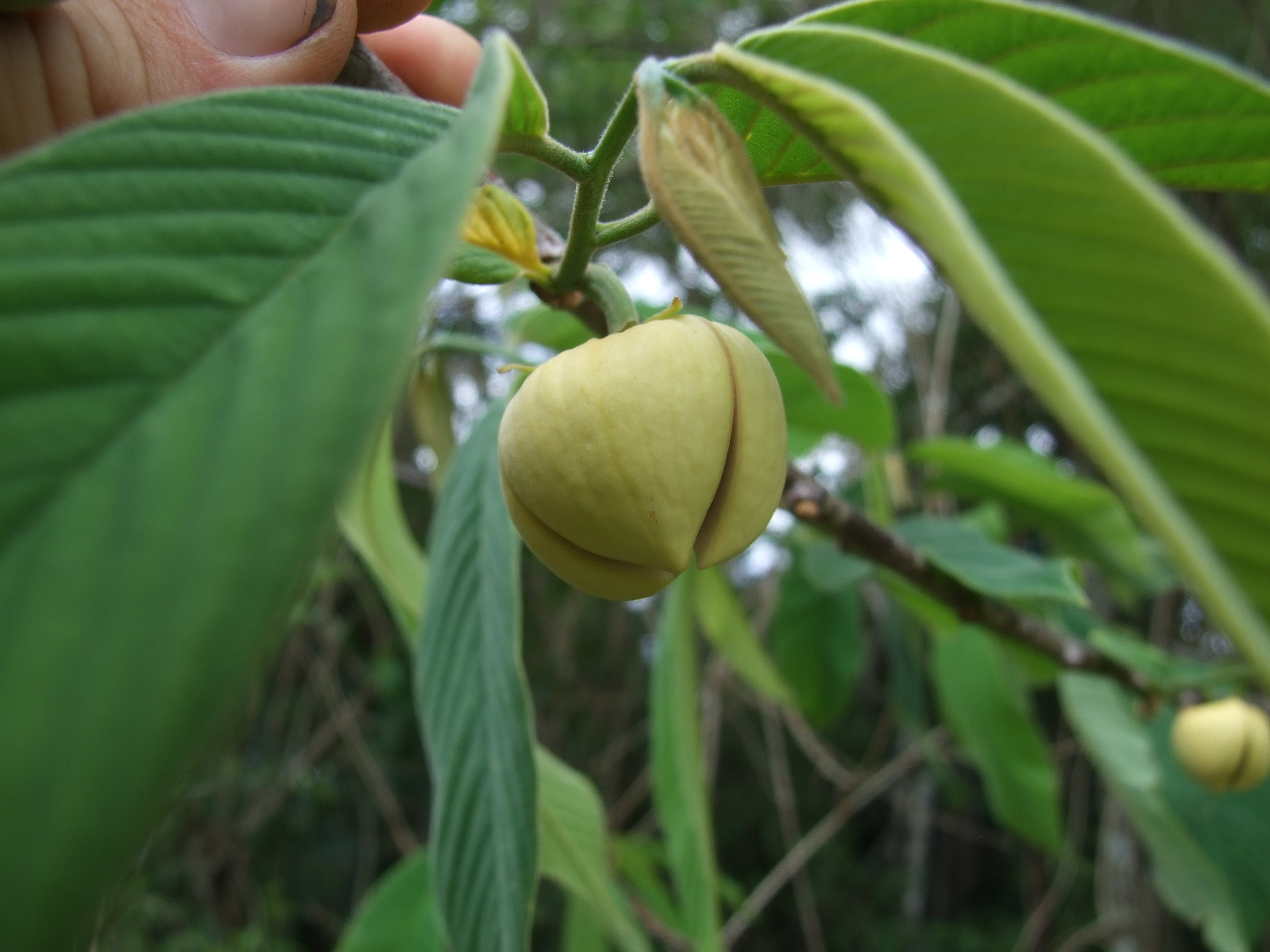 TÌNH YÊU CÂY CỎ  - Page 19 Annona-spraguie