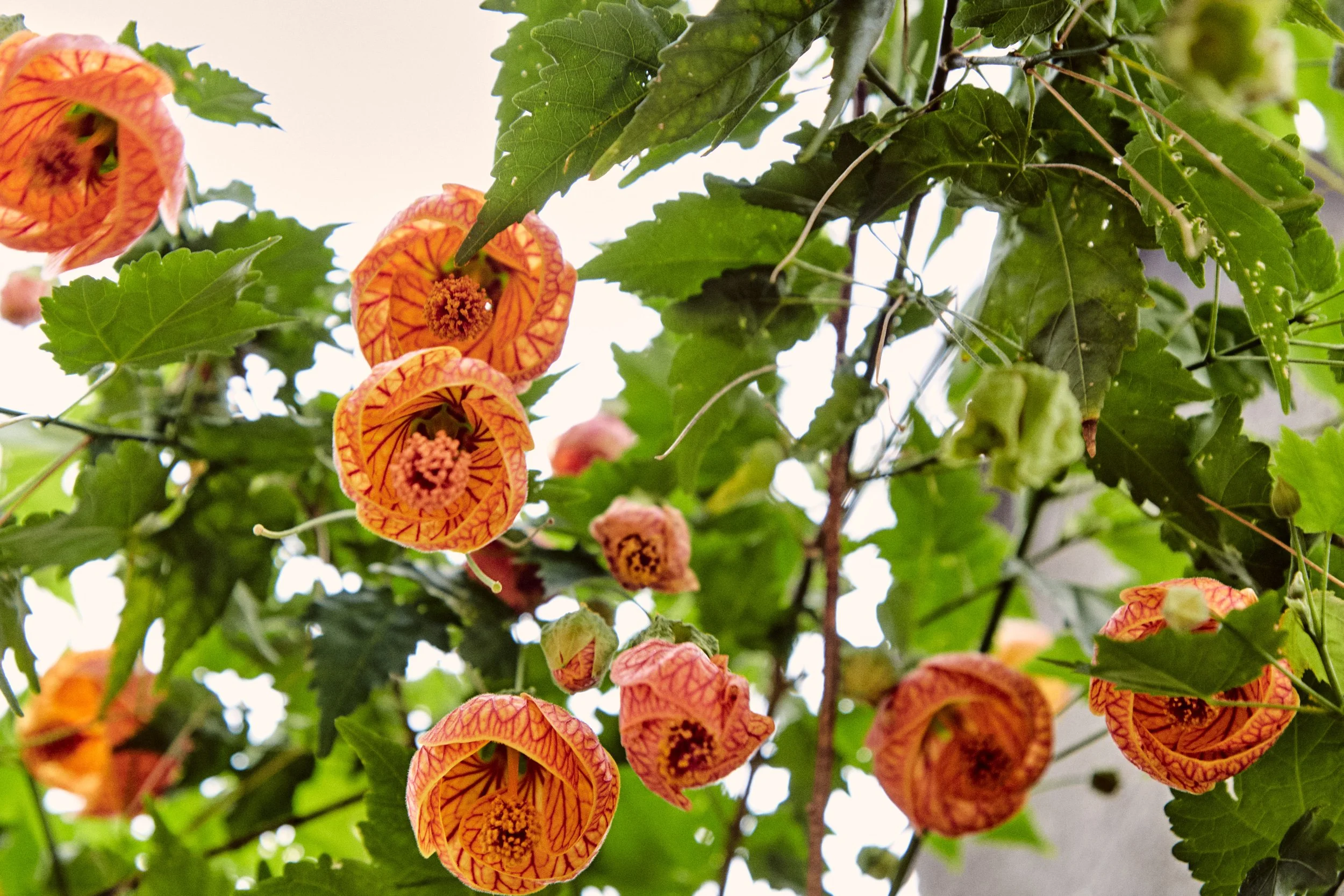 Orange flowers and green leaves in Paraty