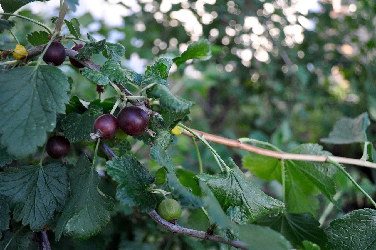 Агрест ягода фото Jeanne Gooseberry (Bundle of 3) - Montana Fruit Tree Company