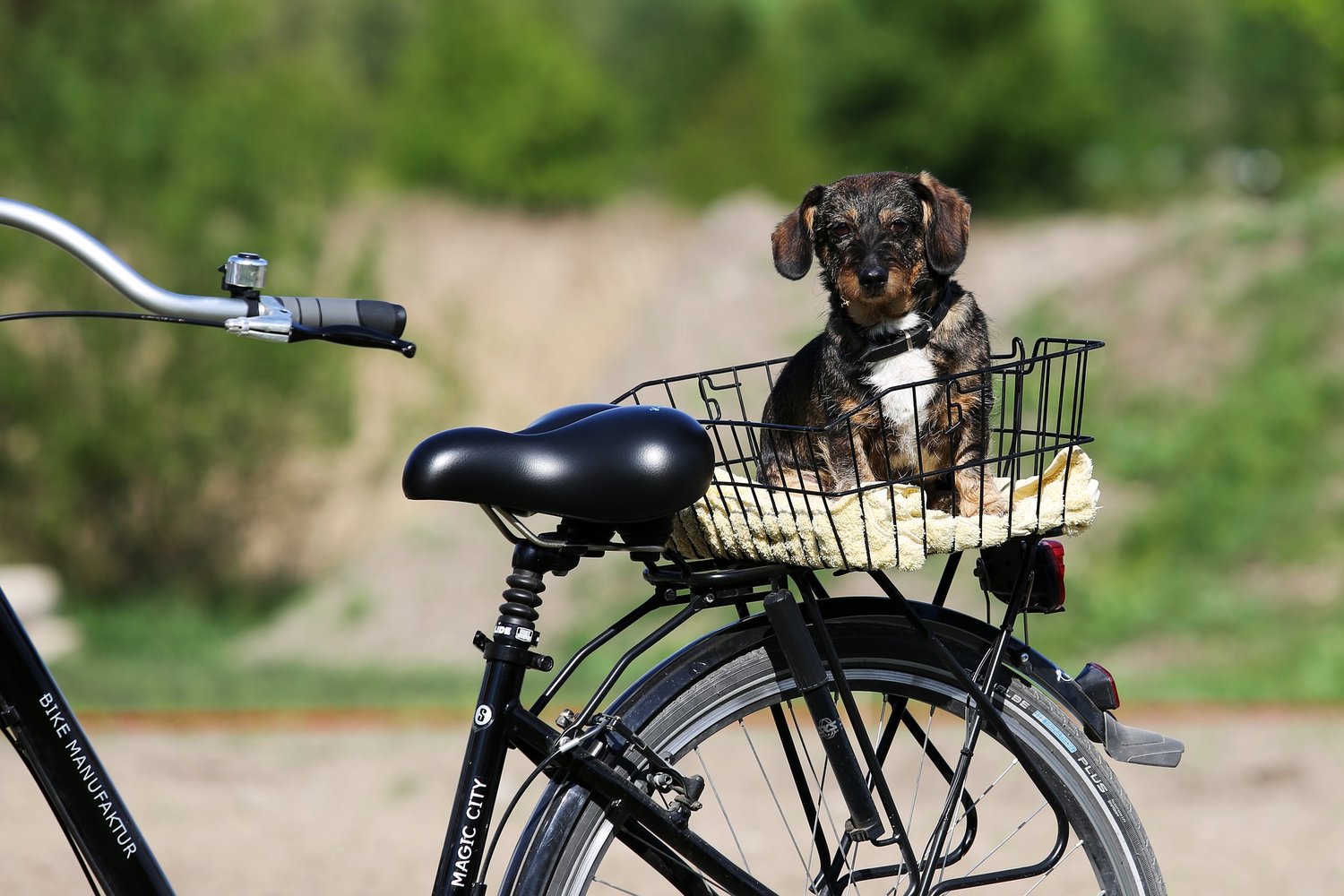 Animal bikes. Животное на велосипеде. Собачка на велосипеде. Собачий велосипед. Животные катаются на велосипеде.