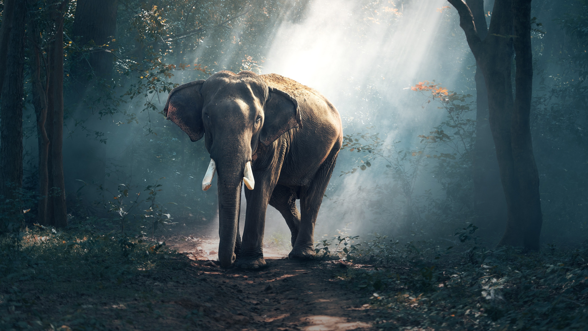 Natuurlijk Leiderschap