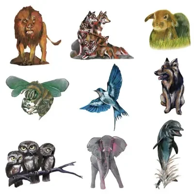 Dieren archetypen numerologie