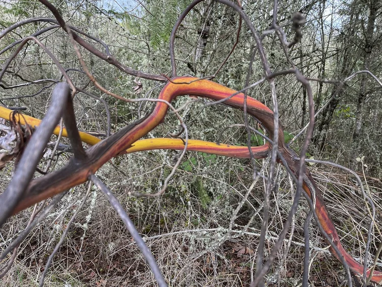 bridge with light leading into forest