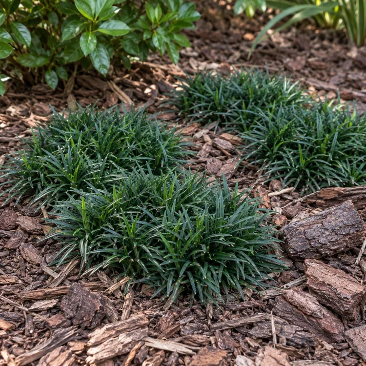 AI botanical illustration of Dwarf Mondo Grass