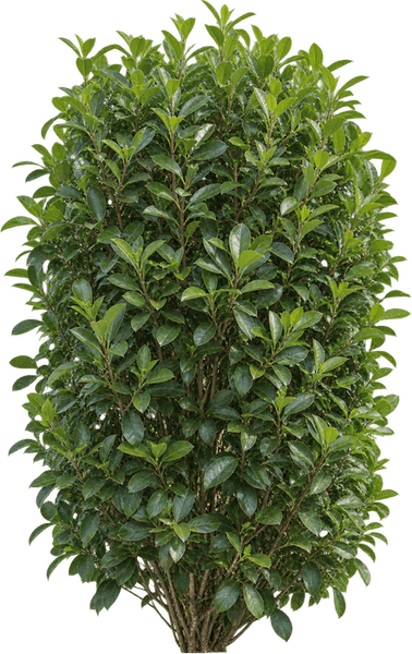 AI-generated illustration of sweet viburnum, not a nursery size reference
