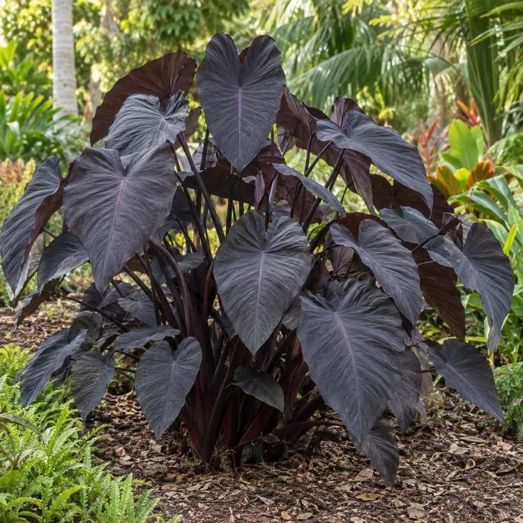 AI botanical illustration of Elephant Ear — black/dark