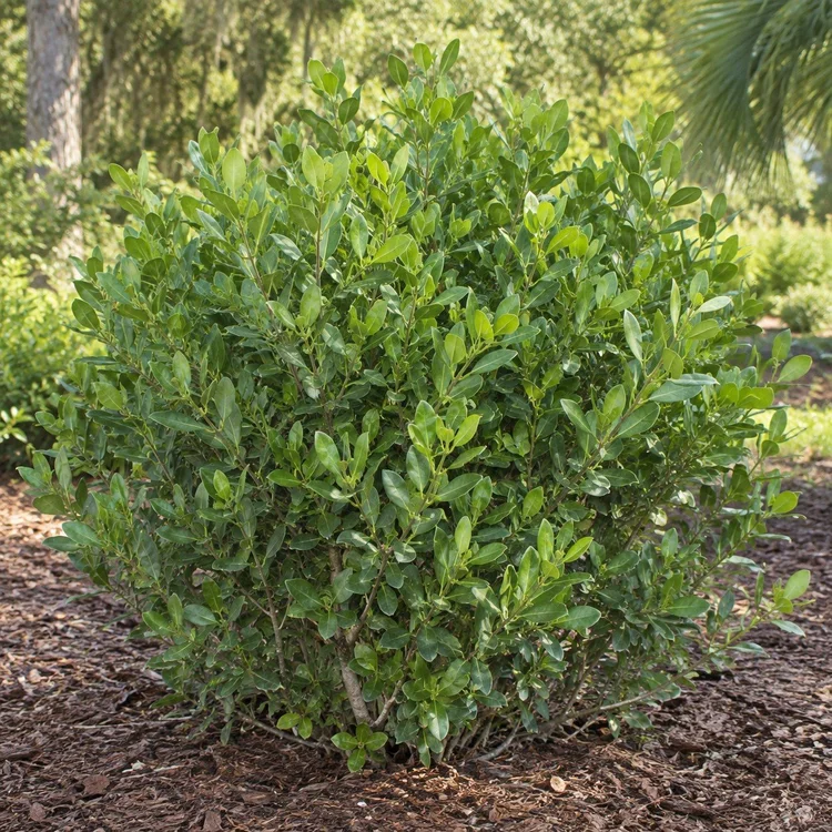 AI botanical illustration of Green Buttonwood