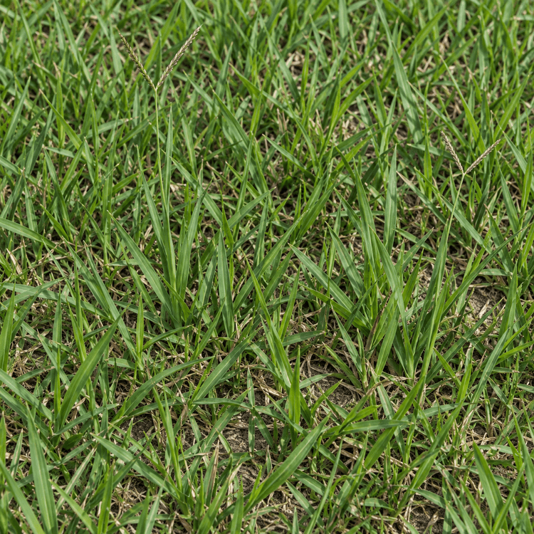 AI illustration: Argentine Bahia sod