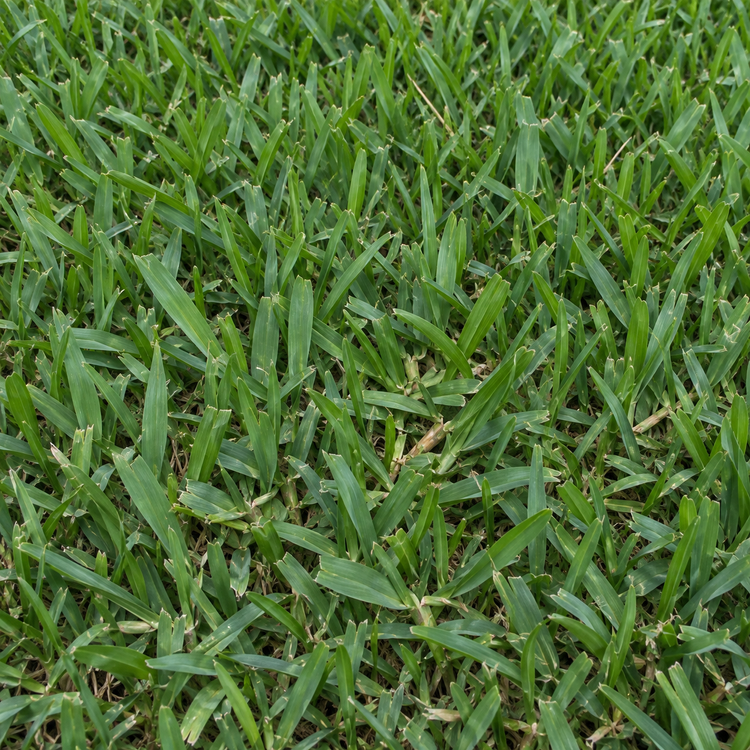 AI illustration: Bitter Blue St. Augustine sod