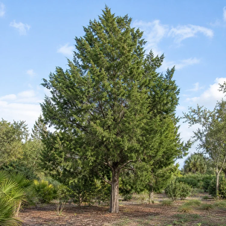 AI botanical illustration of Southern Red Cedar