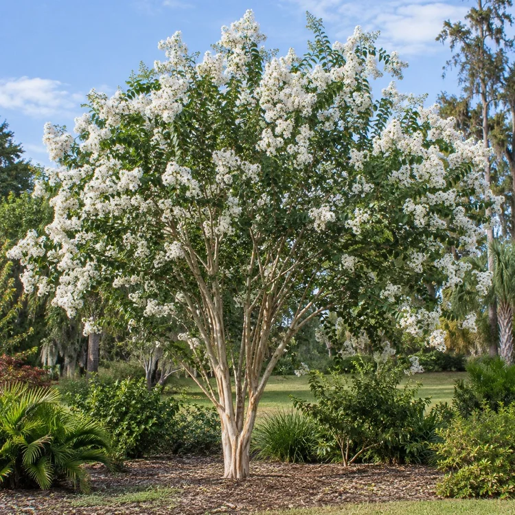 AI botanical illustration of Crape Myrtle — Natchez (white)