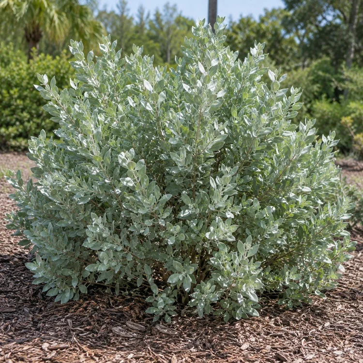 AI botanical illustration of Silver Buttonwood