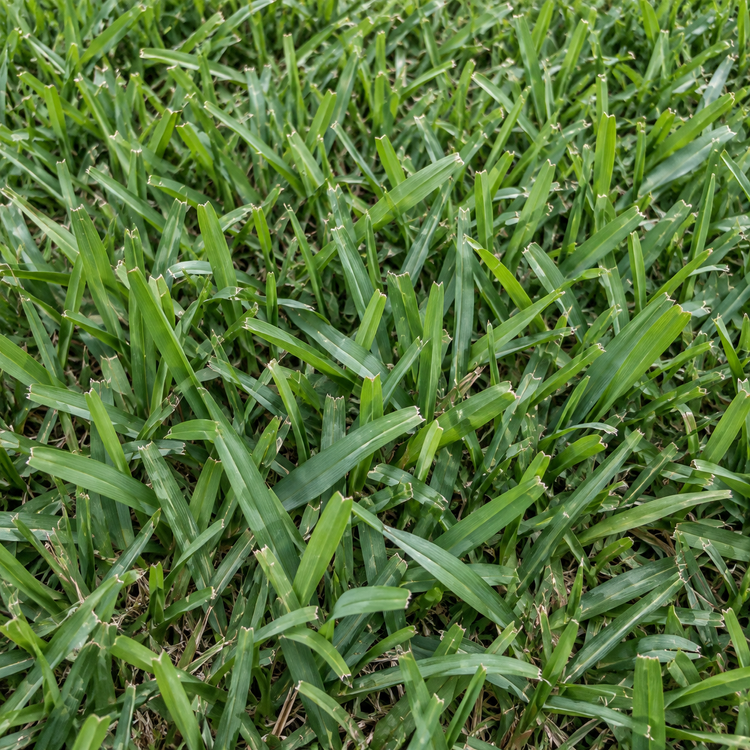 AI illustration: Floratam St. Augustine sod