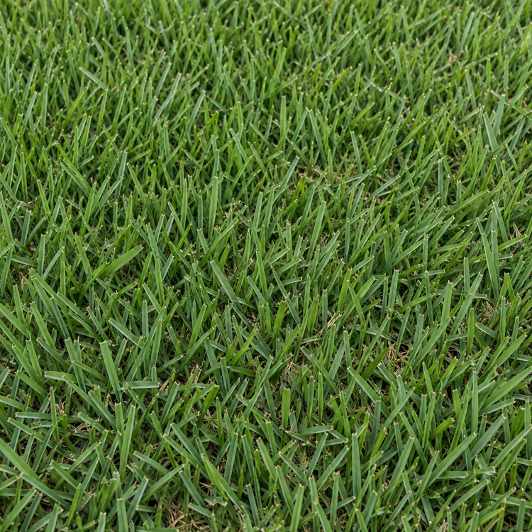 AI illustration: Empire zoysia sod