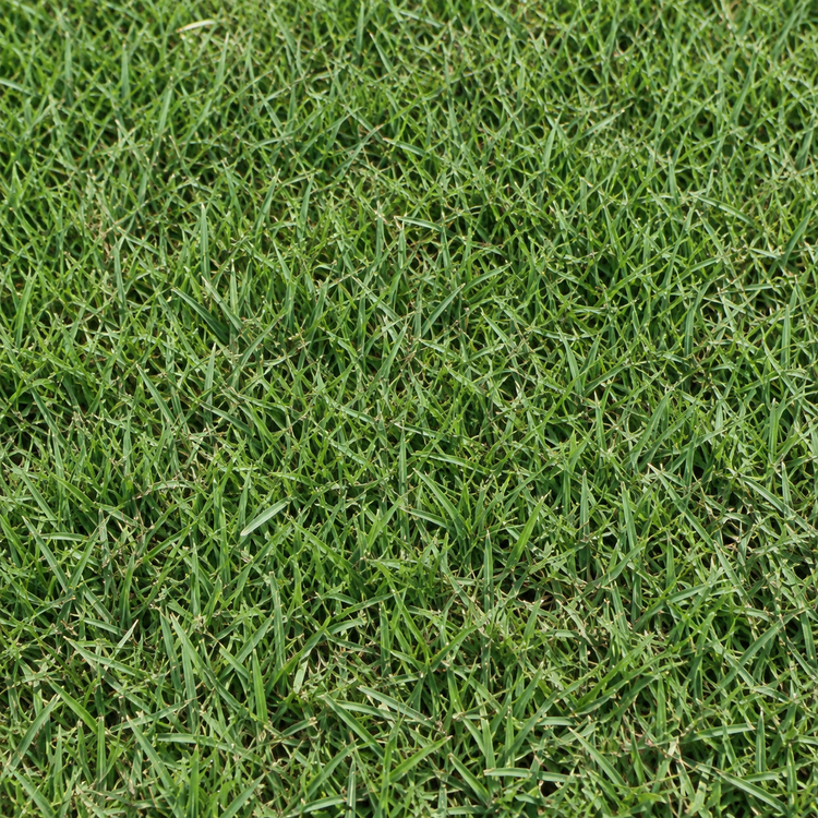 AI illustration: Bermuda sod