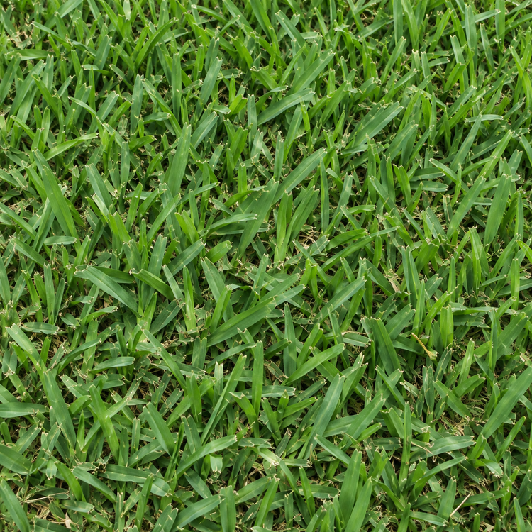 AI illustration: Palmetto St. Augustine sod