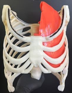 3D printed ribcage based on an MRI scan