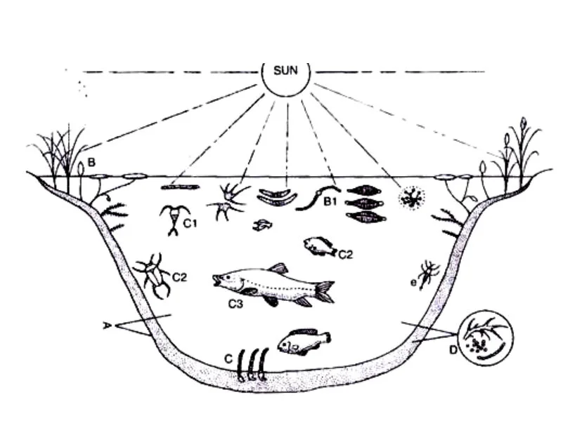 Нарисуй схему веществ в сообществе водоема. Экосистема пруда схема. Биогеоценоз озера схема. Биогеоценоз пруда схема. Экосистема для дошкольников.